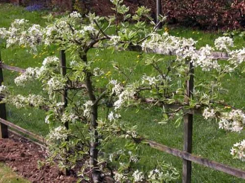 A pear tree trained to form an espalier - garden design idea for a kitchen garden