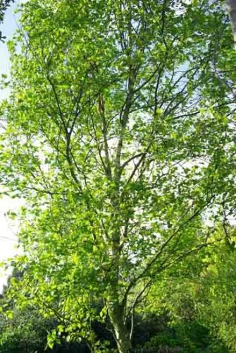 Betula pendula 'Fastigiata' -tree for small gardens