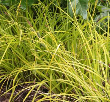 Carex elata - an evergreen ornamental grass for winter garden design idea