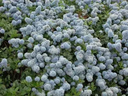 Ceanothus thyrsiflorus var repens - useful shrub for ground cover