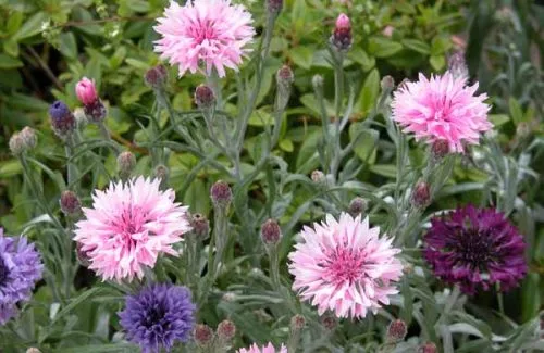 Annual cornflower (Centaurea cyanus) - cottage garden border ideas