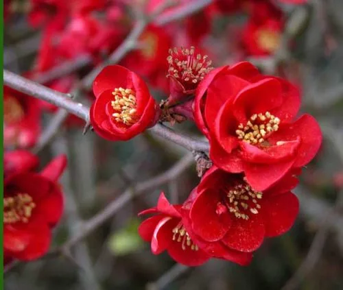 Flowering Quince (Chaenomeles) - landscaping design idea