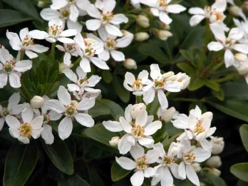 Mexican Orange Blossom (Choisya ternata) - shrubs for flower borders