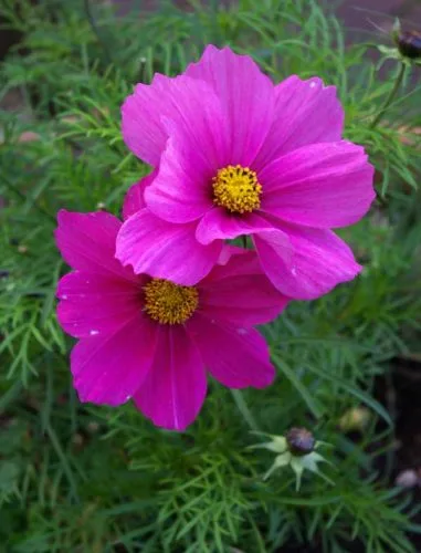 Cosmos Sonata Carmine for summer flower beds