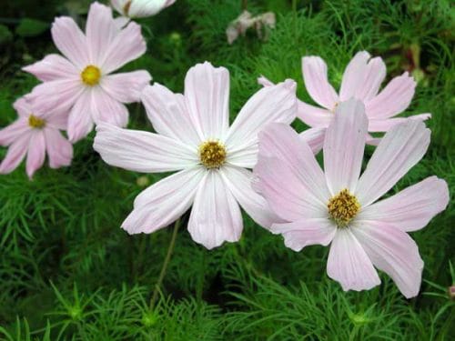 Cosmos Sonata Pink - garden design idea