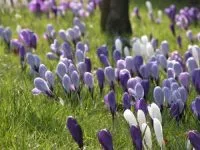 Crocuses - spring bulls perfect for naturalising in grass