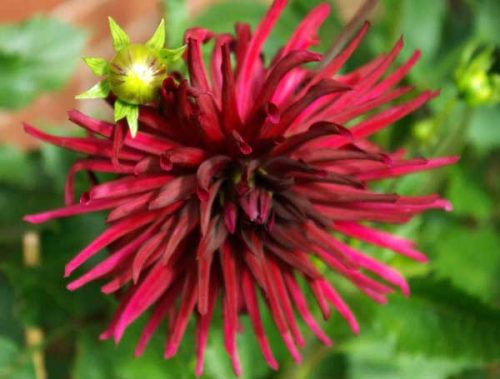 Dahlia 'Nuit d'Ete' - herbaceous perennial for your flower bed