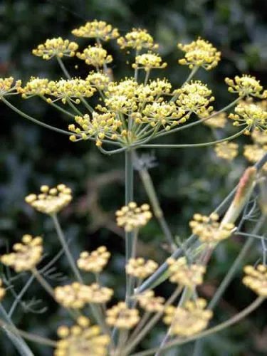 Fennel (Foeniculum vulgare Purpureum) - garden design ideas for a herb garden