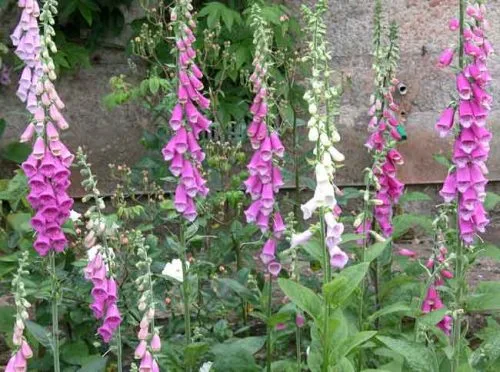Foxgloves (Digitalis purpurea)