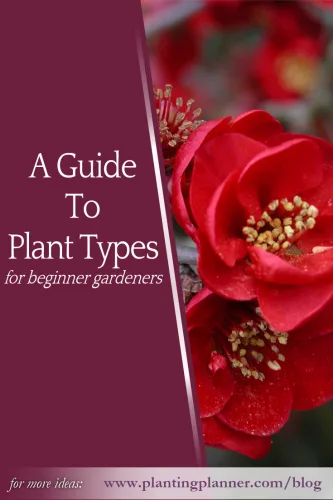Guide to Plant Types for Beginner Gardeners - Weatherstaff PlantingPlanner