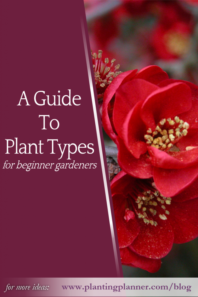 Guide to Plant Types for Beginner Gardeners - Weatherstaff PlantingPlanner