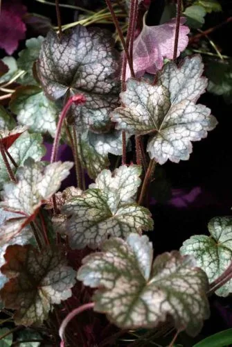 Heuchera Pewter Moon - an evergreen perennial for winter flower beds