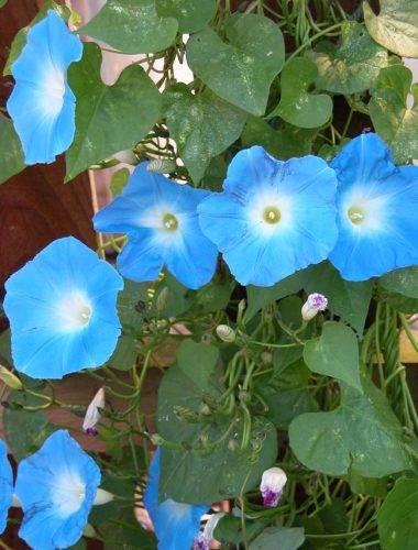 Morning Glory (Ipomoea) - a half-hardy annual for summer flower beds