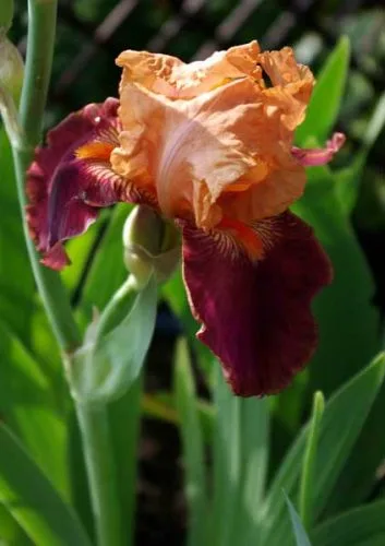 Iris Apricot Topping - garden design ideas for spring