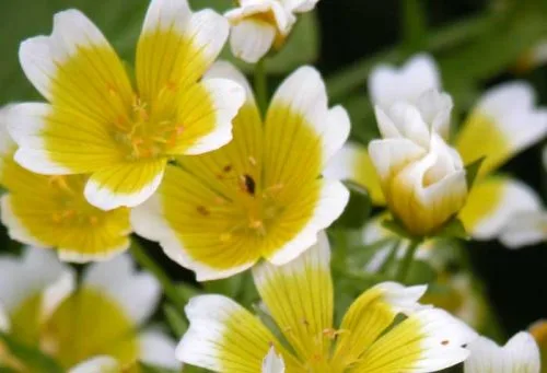 Poached egg plant (Limnanthes douglasii) - flower bed ideas
