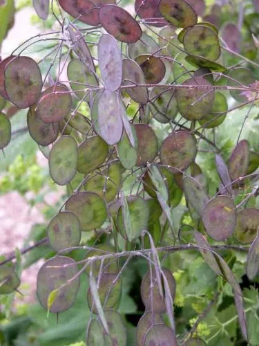 Honesty (Lunaria annua) has translucent seedpods