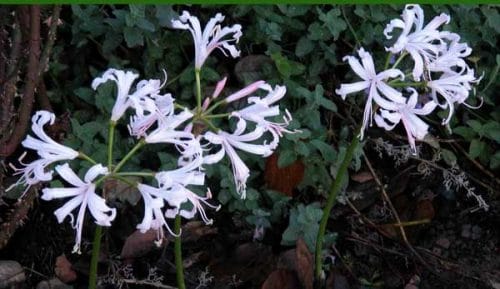 Nerine (Nerine bowdenii) - autumn garden design idea