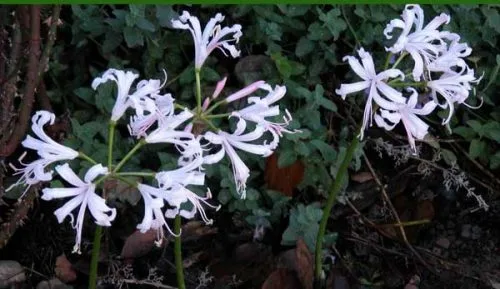 Nerine (Nerine bowdenii) - autumn garden design idea