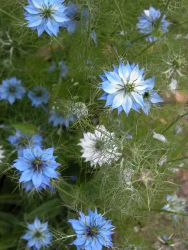 Love-in-a-mist (Nigella damascena) for flower borders