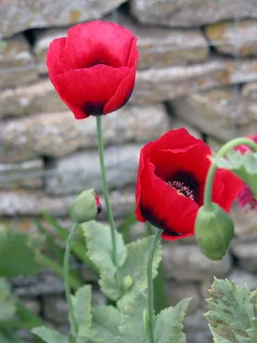 Self-seeding poppies for your garden borders
