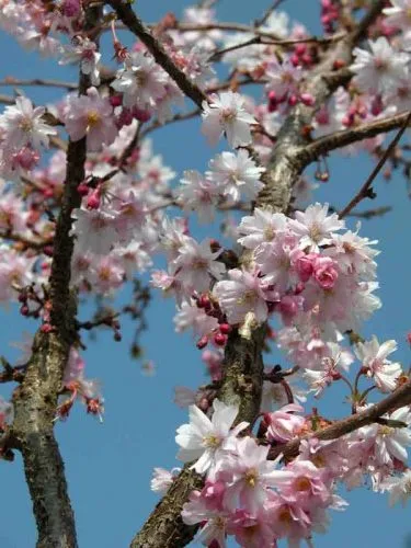 Prunus subhirtella 'Autumnalis Rosea' - winter interest tree