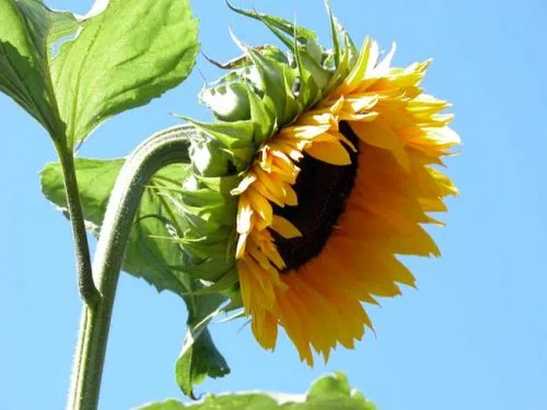 Sunflower (Helianthus annuus) - a hardy annual