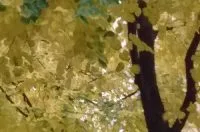 Autumn Leaves - Weatherstaff PlantingPlanner