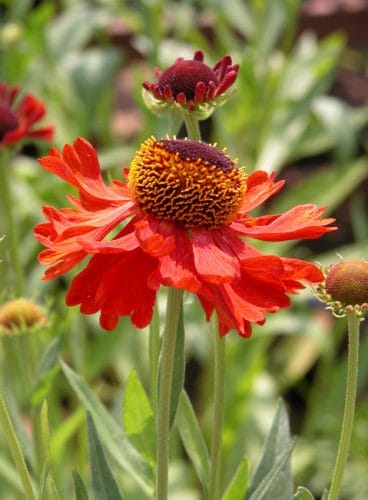 Helenium Moerheim Beauty for autumn garden borders