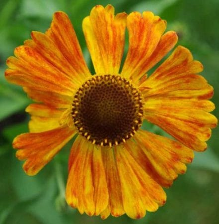 Helenium Waldtraut for autumn flower beds