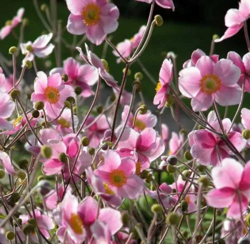Japanese Anemone for autumn borders