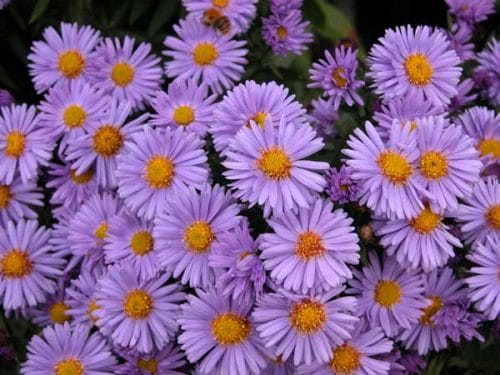 Michaelmas Daisies for autumn garden beds