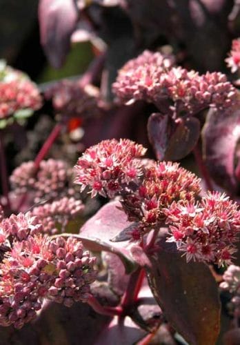 Sedum Purple Emperor - autumn perennial