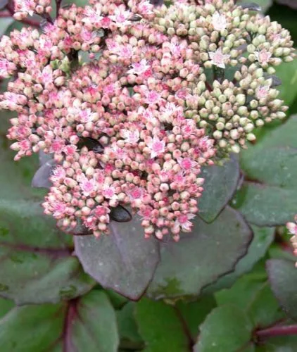 Sedum telephium Matrona autumn perennial