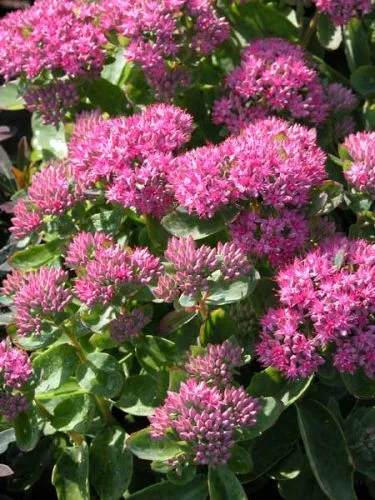 Sedum telephium Munstead Red for autumn border designs