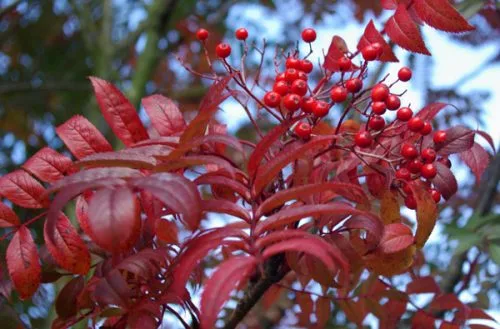 Sorbus commixta autumn gardens