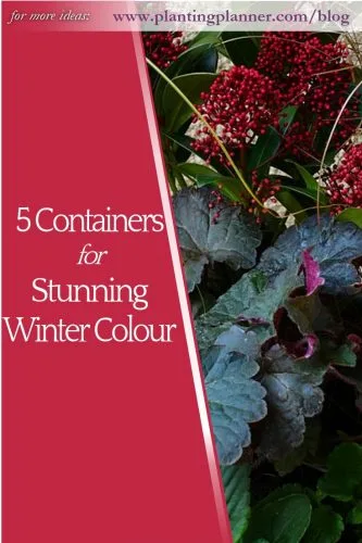 5 Containers for Stunning Winter Colour - from Weatherstaff garden design software