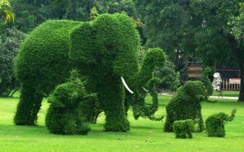 Topiary for year round interest