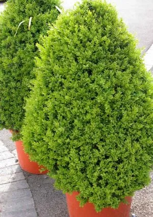 Box topiary for winter interest in garden borders and containers