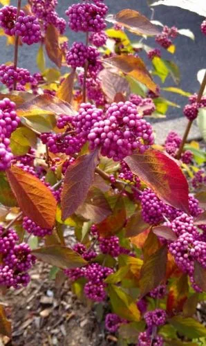 Callicarpa berries for autumn colour