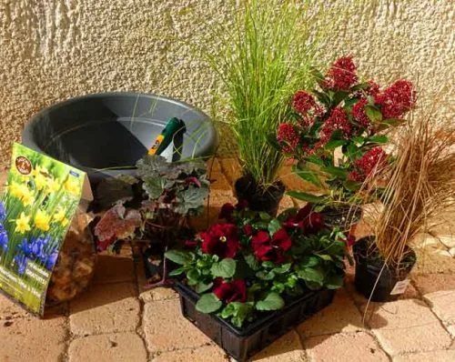 Planting idea for winter flower beds and containers