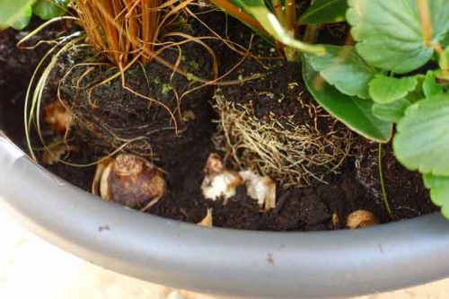 Adding bulbs to winter containers