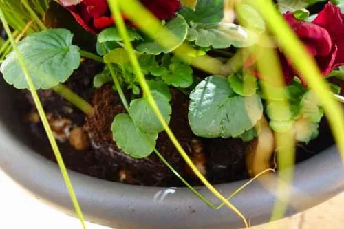 Winter pansies for flower beds and containers