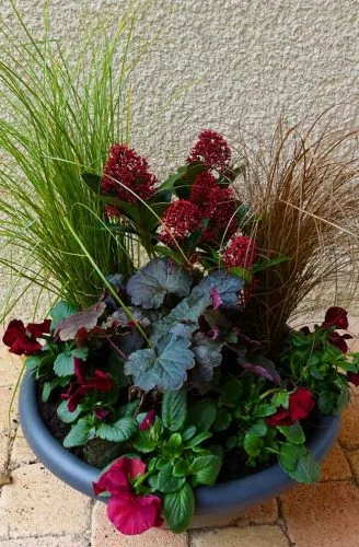 Skimmia, heuchera and pansies for winter interest