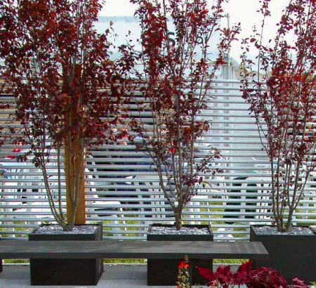 Contemporary planting idea