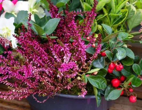 Heather, gaultheria and hellebore in a winter pot