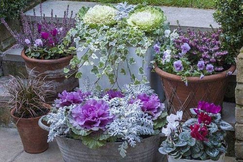 Ornamental cabbages in a winter display from Weatherstaff
