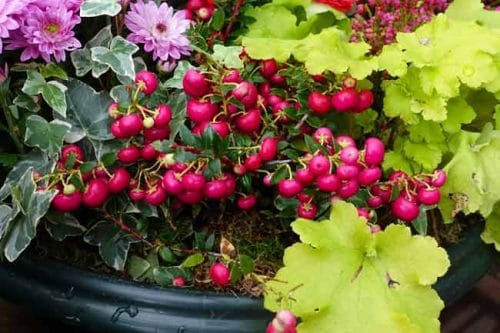 Gaultheria mucronata berries and lime green heuchera in winter containers