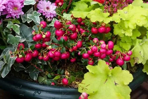 Gaultheria mucronata berries and lime green heuchera in winter containers
