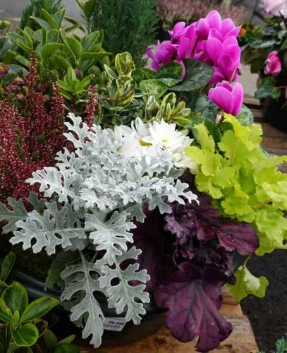 Senecio, heuchera and cyclamen
