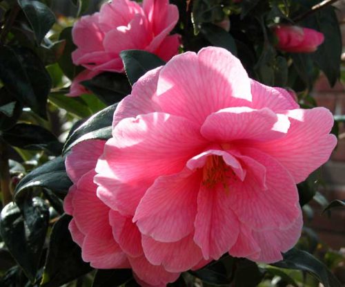 Camellia williamsii 'Donation' - winter flowering plants from the Weatherstaff PlantingPlanner